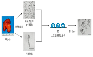 活細(xì)胞掃描分析儀MCS31在類器官研究中的應(yīng)用